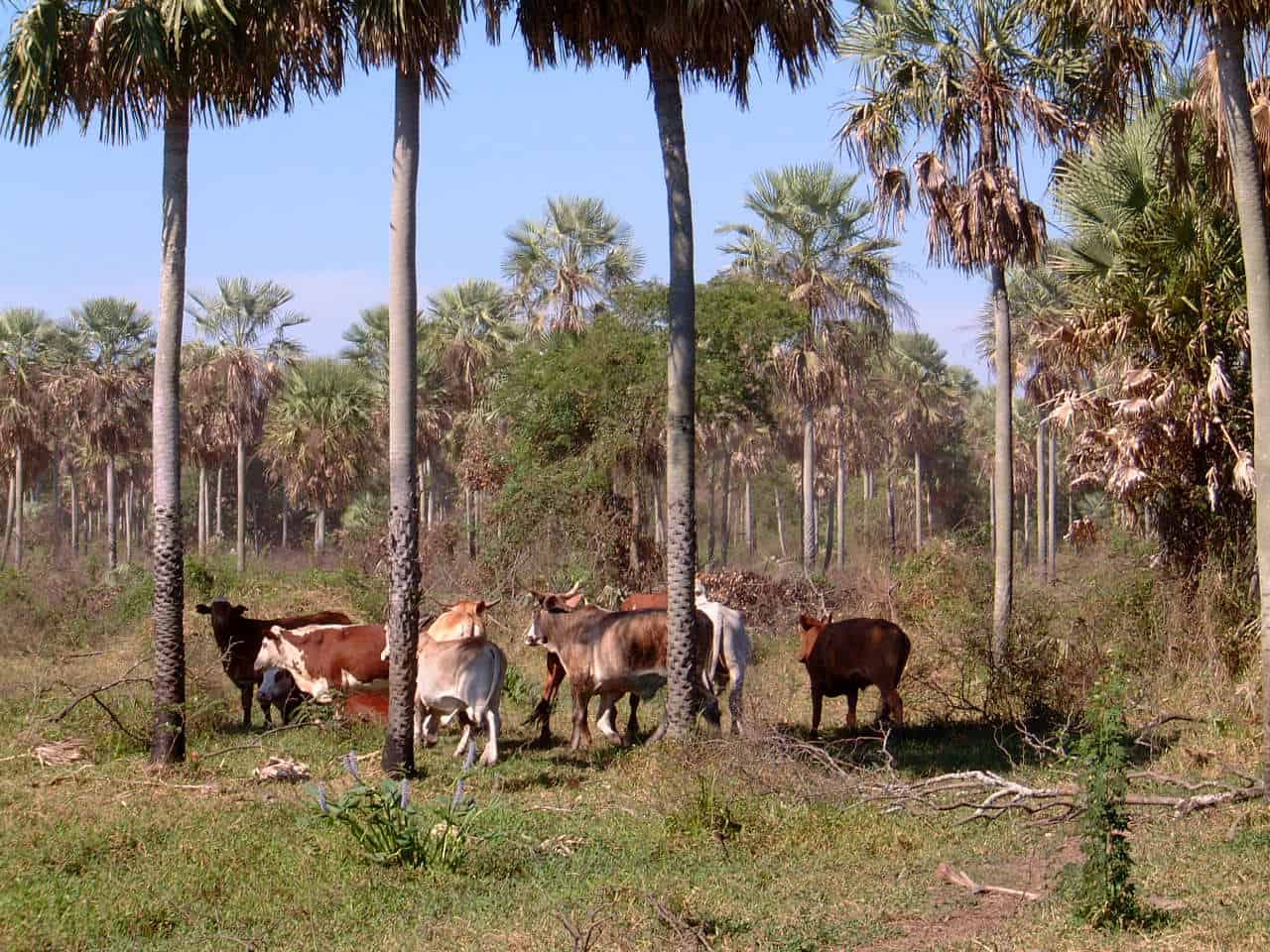 Chaco Paraguay Cattle Ranch Green Is The New Black