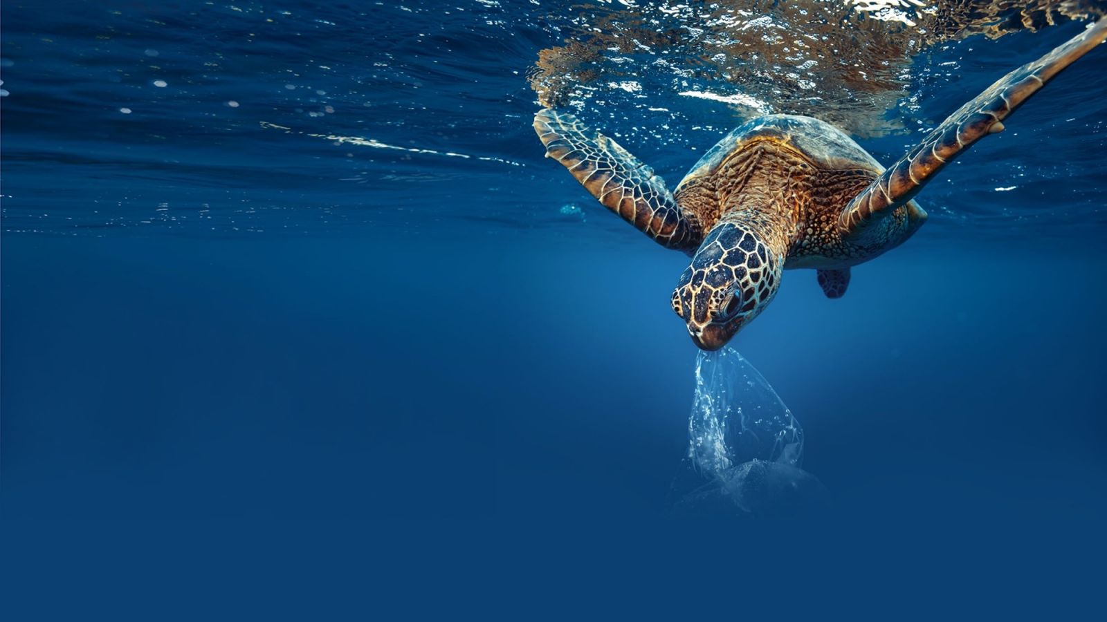 https://greenisthenewblack.com/wp-content/uploads/2023/11/10124534-brand-imagery-ocean-turtle_cover_1600x900.jpg